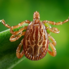 The Global Search for Education: The Netherlands and Ticks