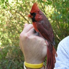 The Global Search for Education: Canada – Ticks