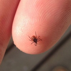 The Global Search for Education: Austria – Ticks