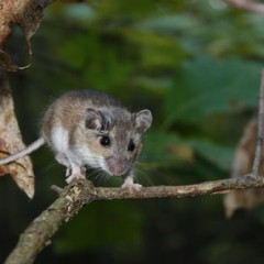 تعلیم کے لئے گلوبل تلاش: Ticks جانوروں – Lyme بیماری کی ٹرانسمیشن سائیکل کو توڑنے