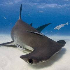 La recherche globale pour l'éducation: Requins - Une histoire Journée de la Terre