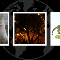 גלובל החיפוש לחינוך: הבמאי אדם הרסקו-רונה טאס מראיין עץ תאנה
