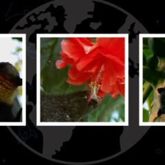 The Global Search for Education: Director Jim Tharp Reflects on Lessons Learned from Filming Bats