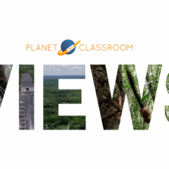 The Giving Tree: Gum, Culture, and Care