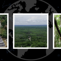 The Global Search for Education: The Giving Tree: Saving a Rainforest Culture