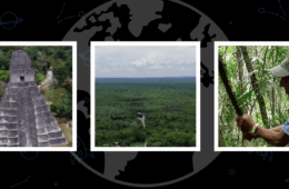 The Global Search for Education: The Giving Tree: Saving a Rainforest Culture