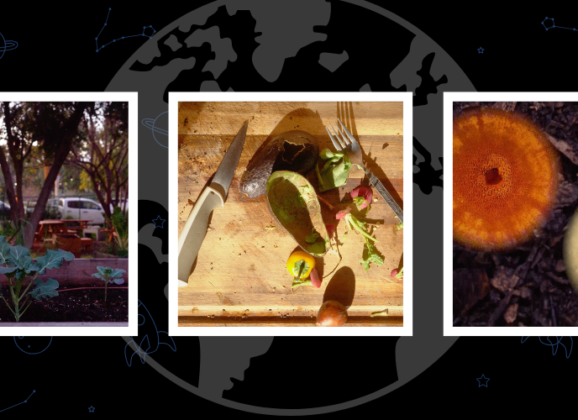The Global Search for Education: Why Composting Matters for a Sustainable Future